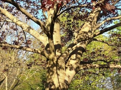 sunnidale-park-arboretum